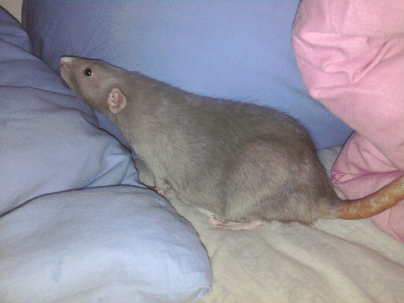 Ma ratte est devenu énorme ! Photo012
