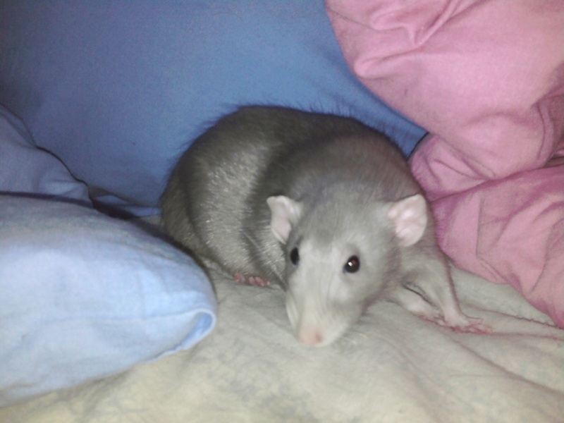 Ma ratte est devenu énorme ! Photo013