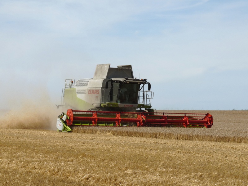 moisson en 580 Lexion22