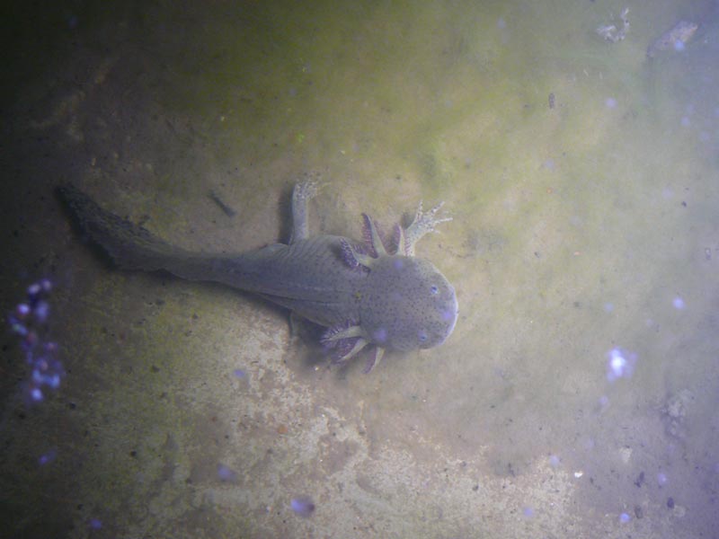 Pompe/filtre pour bassin 3m3 pour axolotls ambystoma mexican Axo-ad11