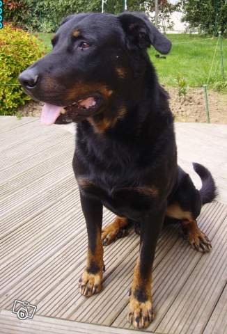 VIRGILE beauceron de 5 ans en DANGER!!! Beauce10