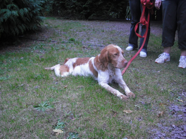 ULYSSE épagneul breton de 3 ans - Aunay sur Odon 14 Cimg2427