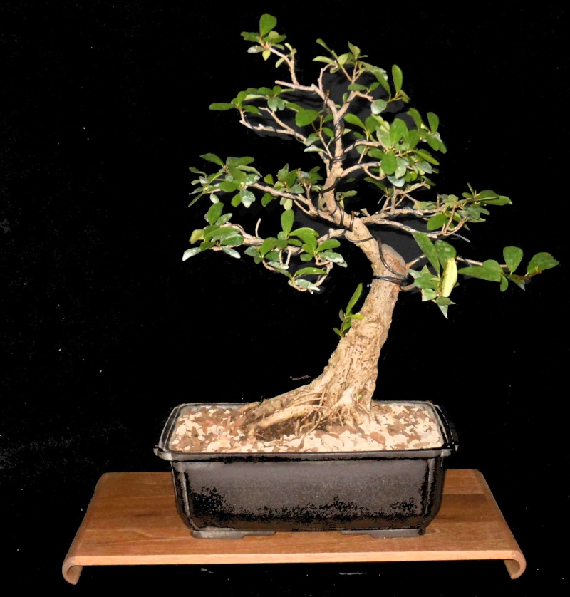 Some work on a Ficus natalensis Fn561610