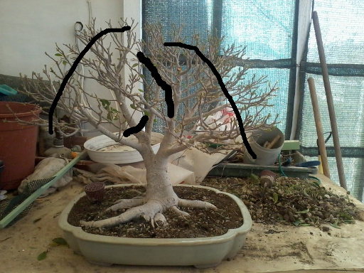 Ficus defoliation. Time is ripe.  Retusa10