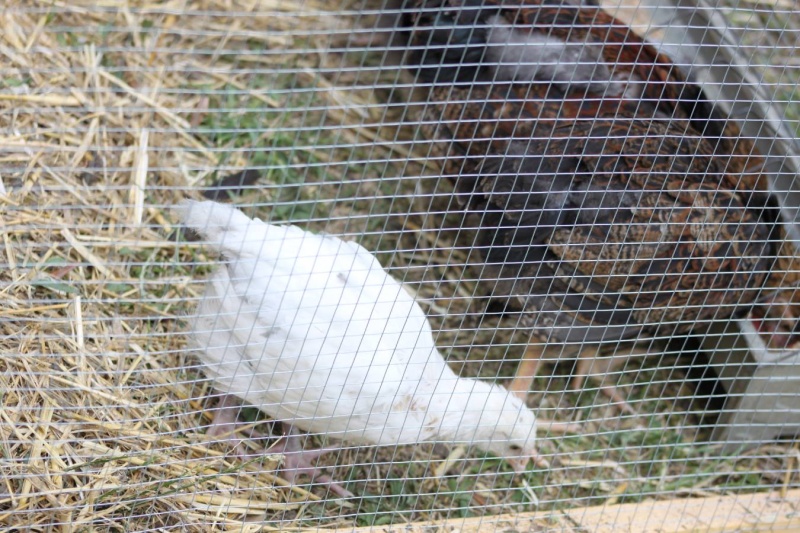 MARANS BLANC mais des BLEUS aussi Pxr_2j15