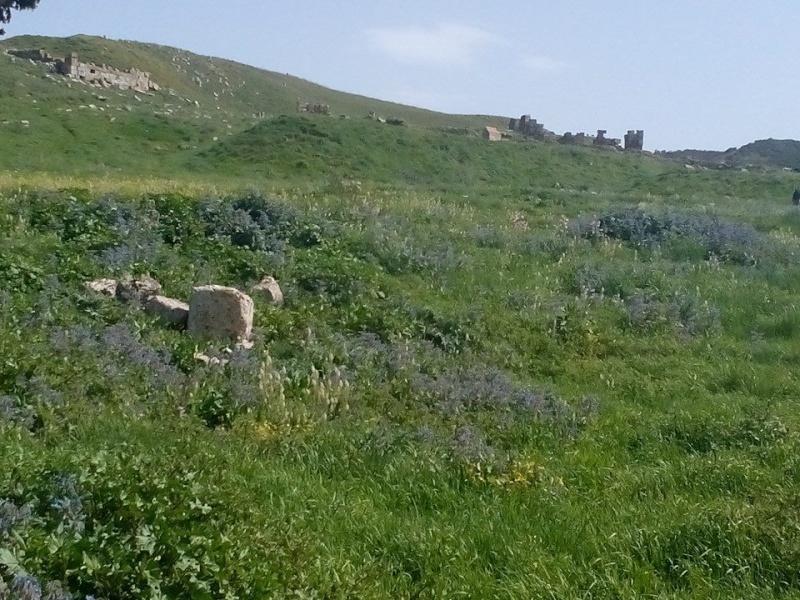 Ruines Romaines , Khemissa dans la wilaya de Souk Ahras (photos Prises 11 Avril 2016) 216