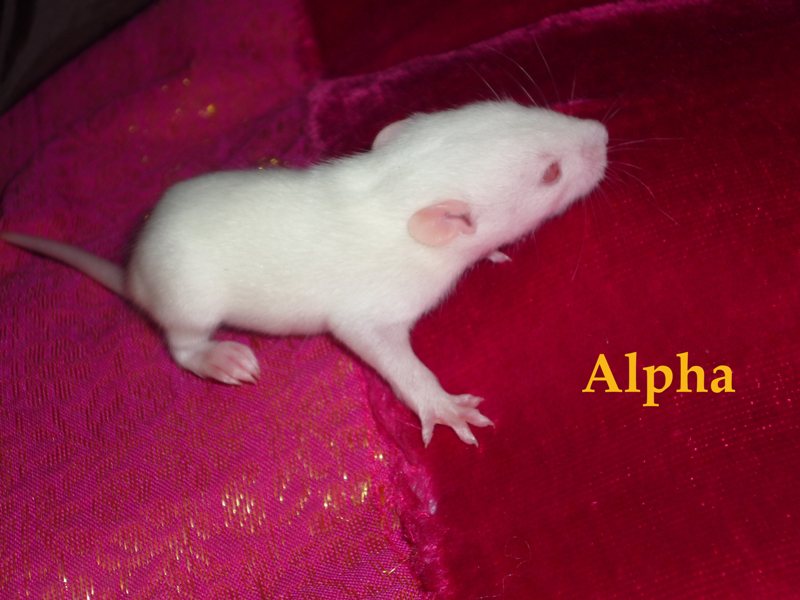 [34] Bébés 2Malous et 3femelles husky et albinos Alpha10