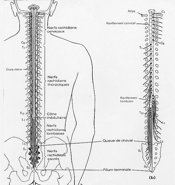 FORUM 1 - 09/2009 ARNOLD CHIARI (syndrome-malformation A.C.) - CARACTERISTIQUES - SYMPTOMES - DESCRIPTIONS SOMMAIRES - syringomyélie - Arnold Chiari syndrome (malformation-AC) - FEATURES - SYMPTOMS - BRIEF DESCRIPTION - syringomyelia - Colonn10