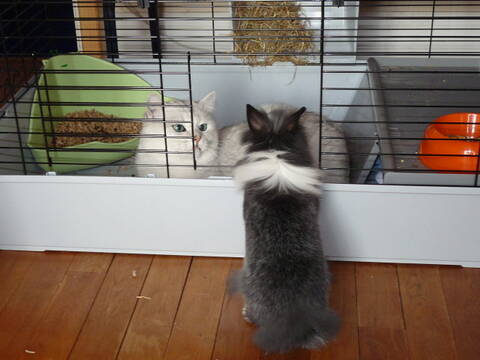 Cohabitation Lapin Chat