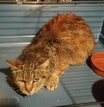 Nos chats de 2016 - Page 2 Mamie_10