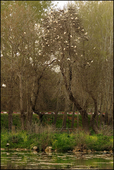 Hérons gardebœufs... W380110