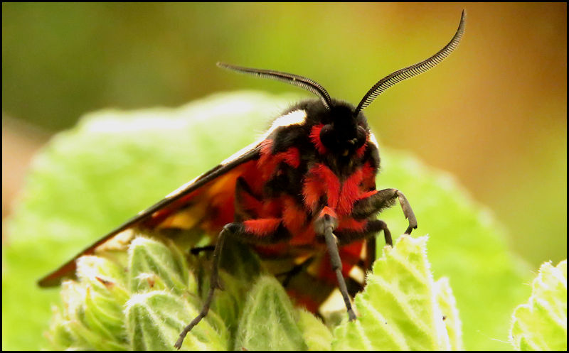 Papillon coloré... écaille fermière ou écaille villageoise... W514310