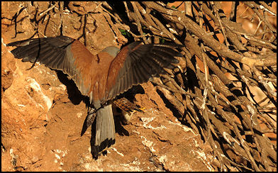 Faucon crécerellette... X410