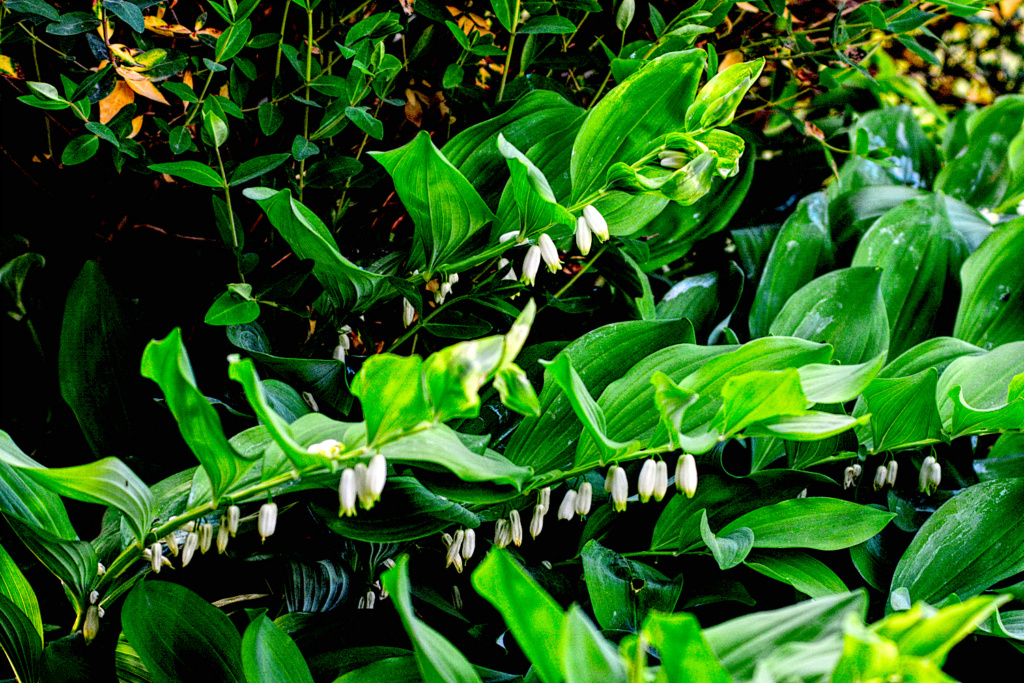 Le printemps et les aromatiques et médicinales  Dsc_6112