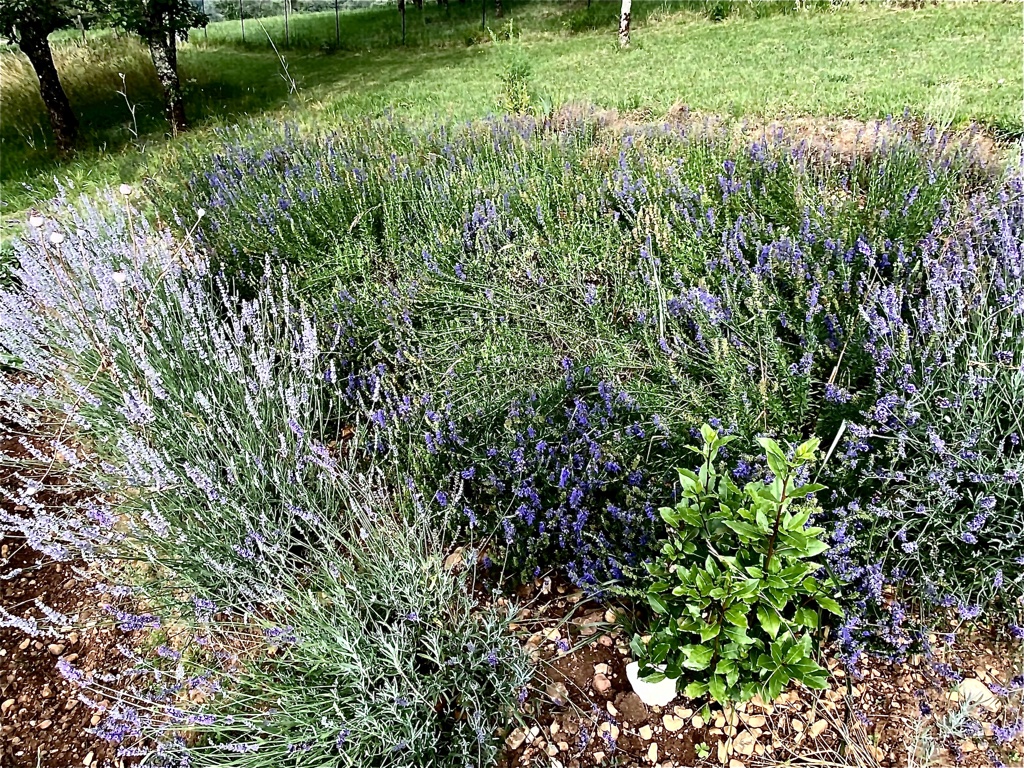 mon espace aromatiques et médicinales  Jardin10