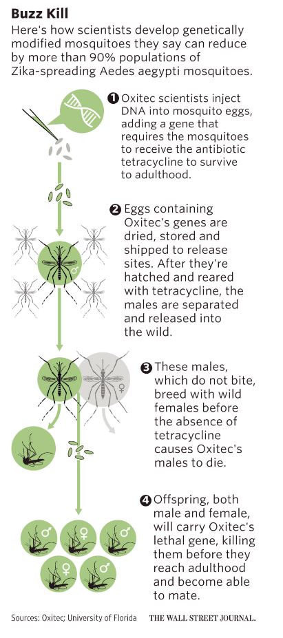  genetically modified insects stop AE mossy Captur16