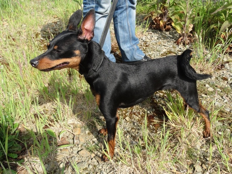 DINAH, pincher, 2 ans - F Dsc01411