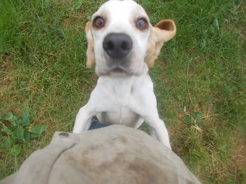 DOUNIA, beagle, 5 ans- F Dscn6617