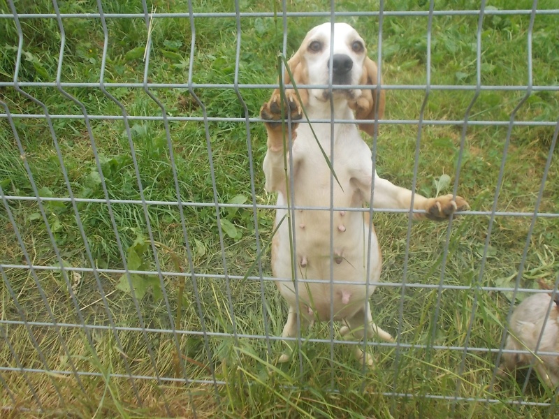 DOUNIA, beagle, 5 ans- F Dscn6618