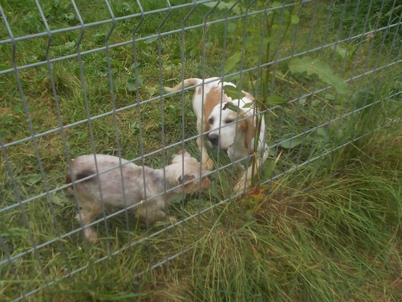 DOUNIA, beagle, 5 ans- F Dscn6619