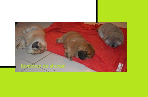 chow chow poil court  3_loul10