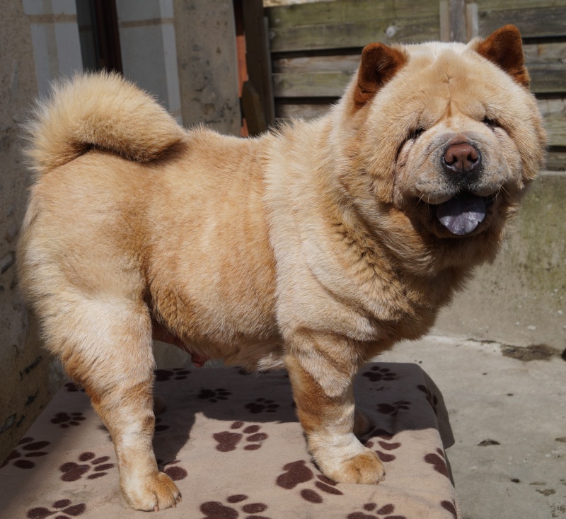 chow chow poil court