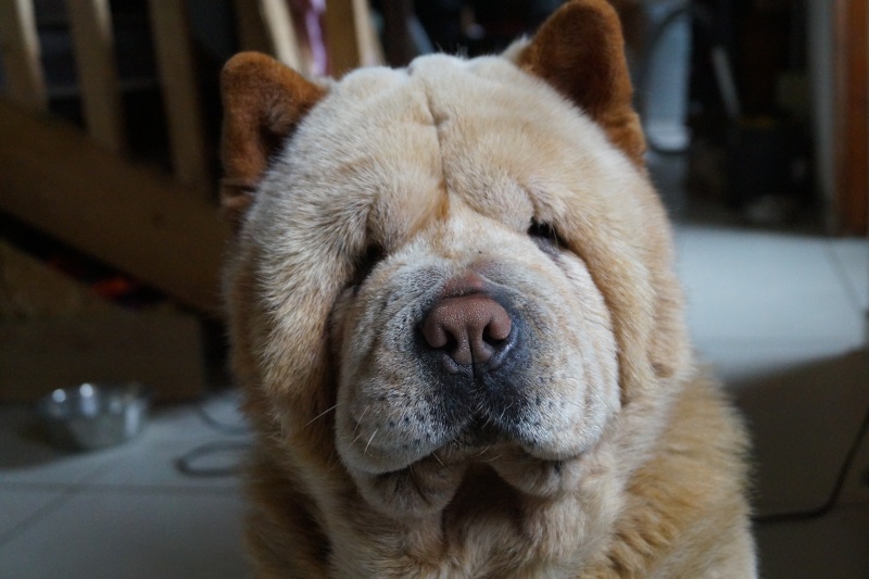 bébés chow chow 2016 chez les bambous  Dsc04513