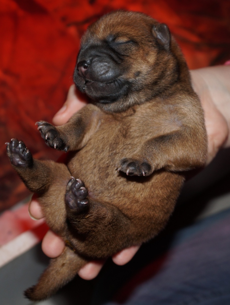 bébés chow chow 2016 chez les bambous  - Page 2 Dsc04530