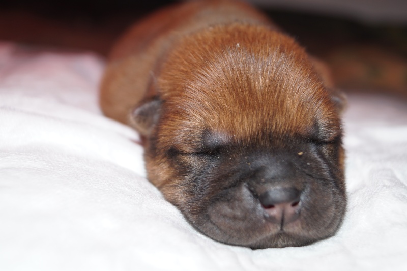 bébés chow chow 2016 chez les bambous  - Page 2 Dsc04532