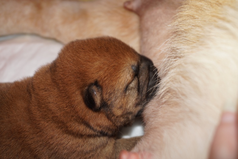 bébés chow chow 2016 chez les bambous  - Page 3 Dsc04617