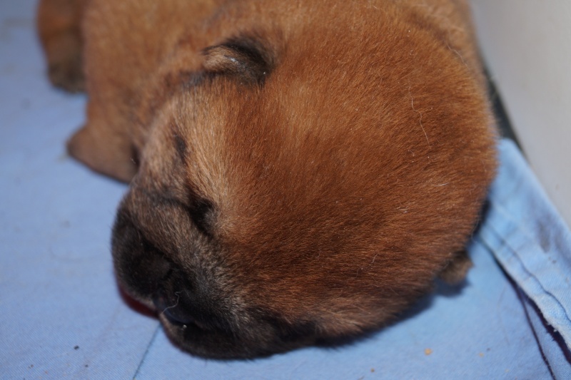 bébés chow chow 2016 chez les bambous  - Page 3 Dsc04630