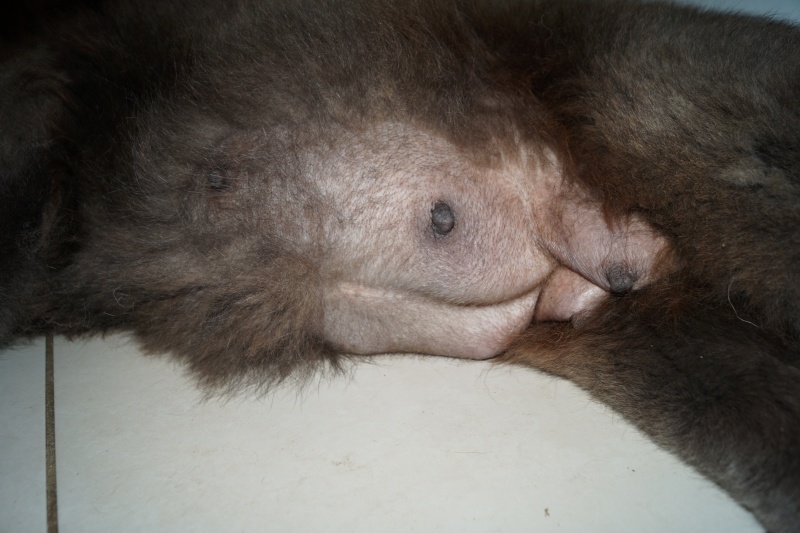 bébés chow chow 2016 chez les bambous  - Page 3 Dsc04720