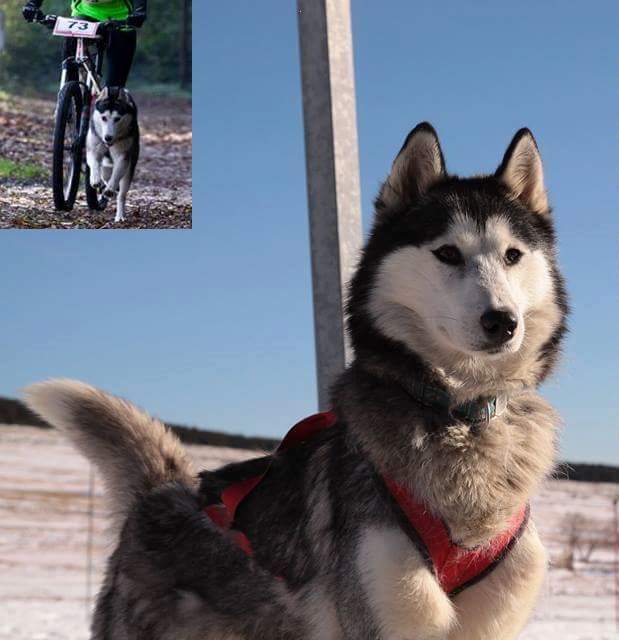 HERMINE HUSKY FEMELLE 3 ans PART07 12274610