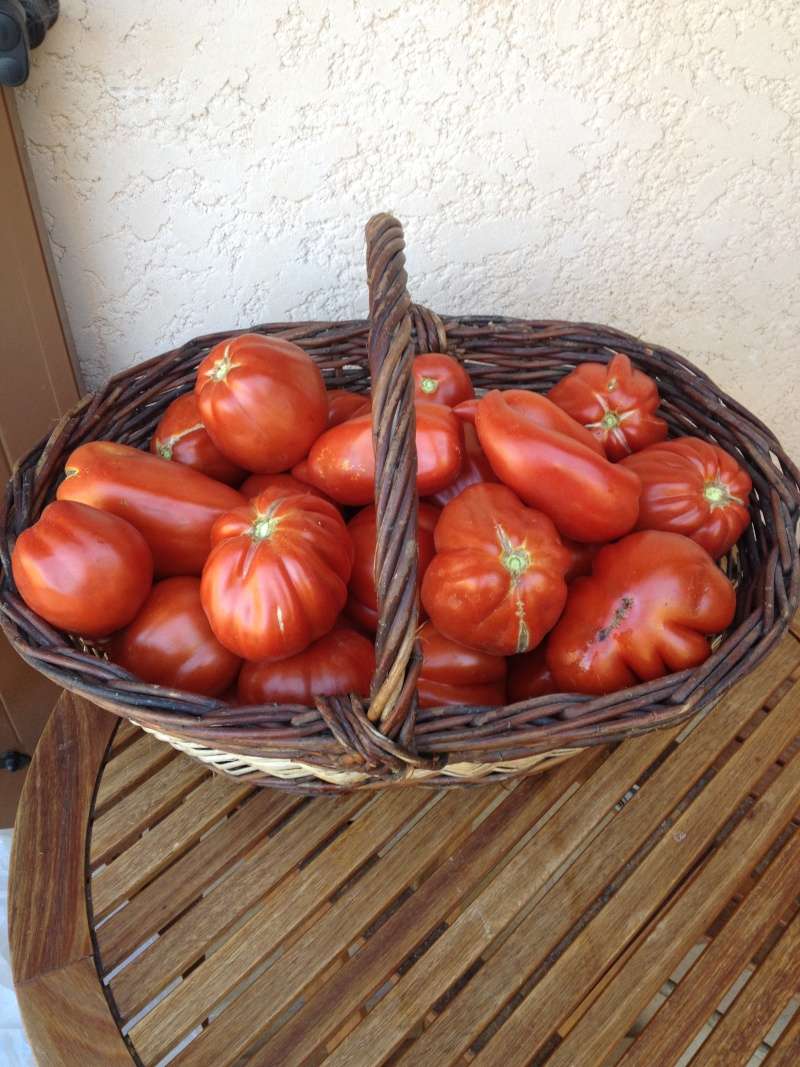 Pourquoi mes tomates n'ont pas poussé? 01910