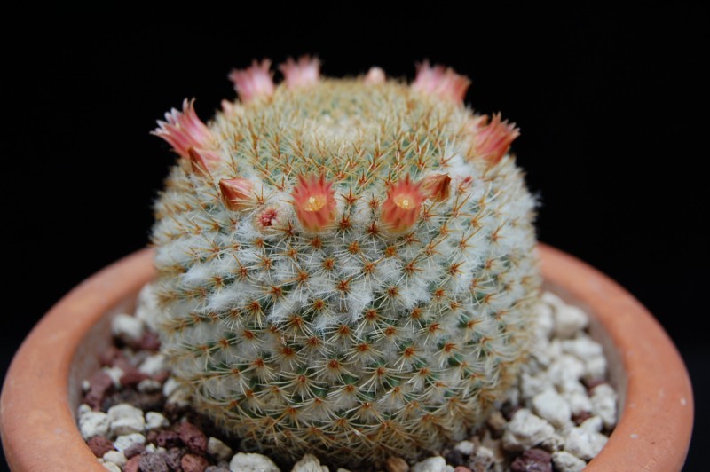 Mammillaria flavicentra 2596-212