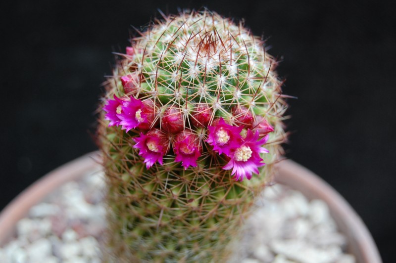 Mammillaria backebergiana 2634-210