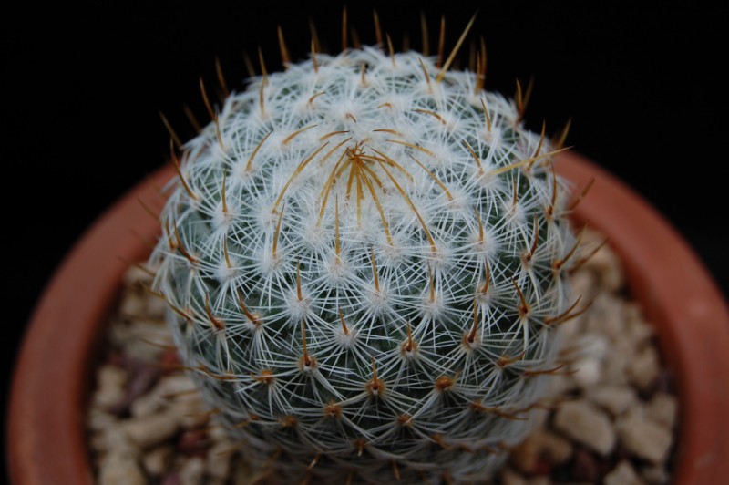 Mammillaria donatii  3625-210