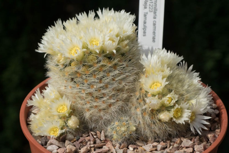 Mammillaria carmenae Carmen10