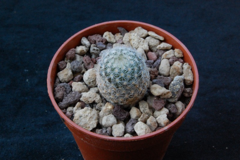 Mammillaria lasiacantha Lasiac12