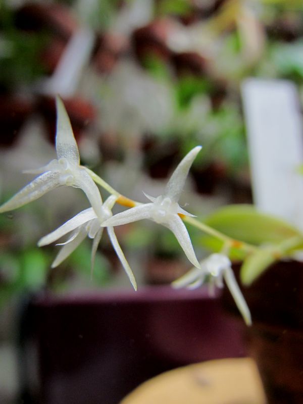 Specklinia linearifolia Img_4124