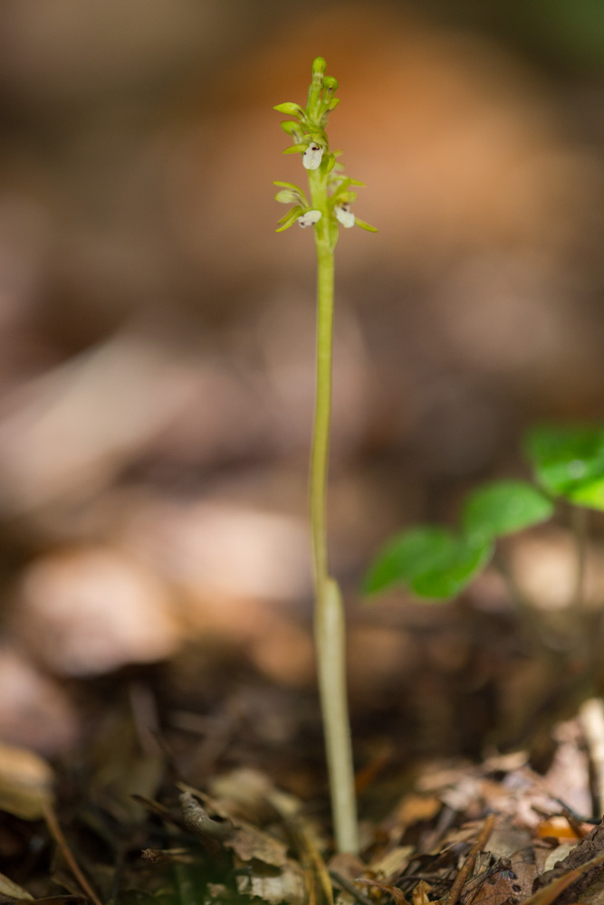 Corallorhiza trifida, Juin'18 _mg_1010