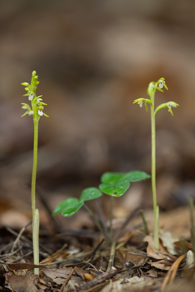 Corallorhiza trifida, Juin'18 _mg_1011