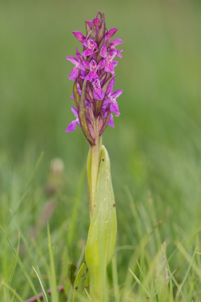 Dactylorhiza incarnata _mg_1211