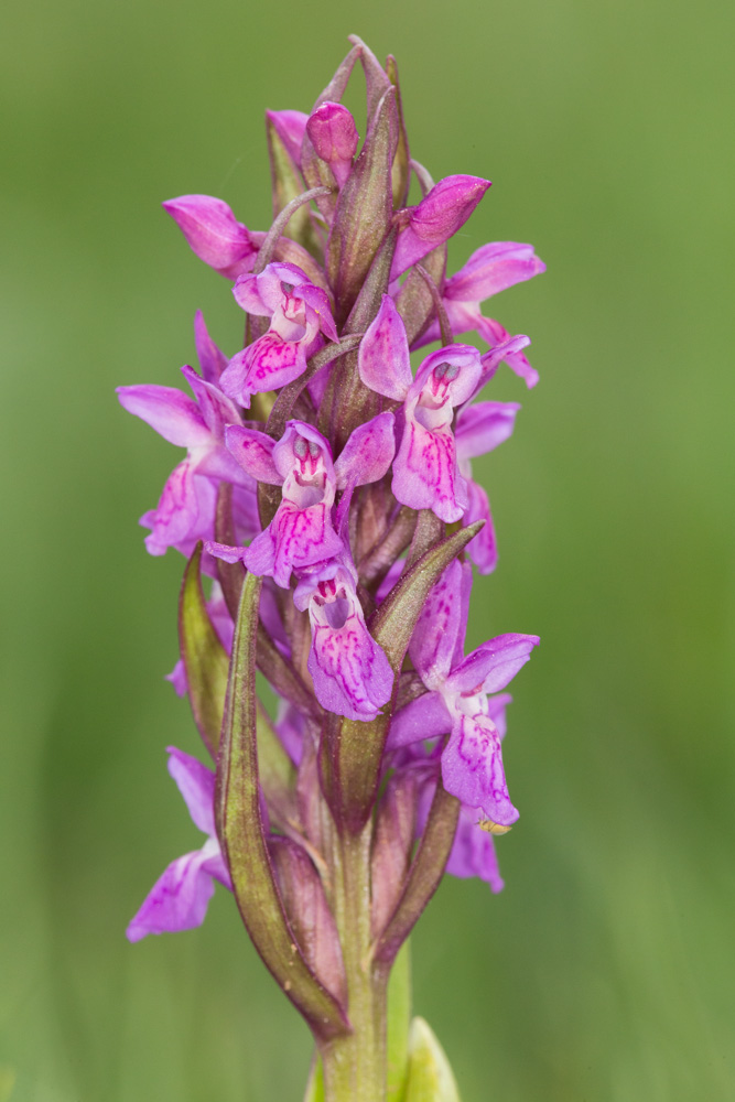 Dactylorhiza incarnata _mg_1212