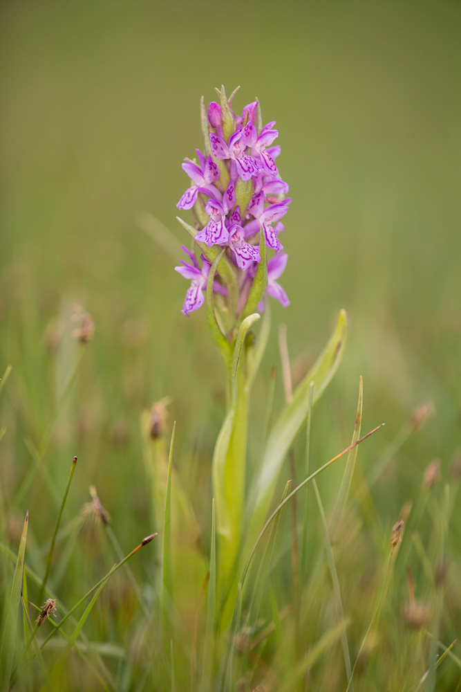 Dactylorhiza incarnata _mg_1320