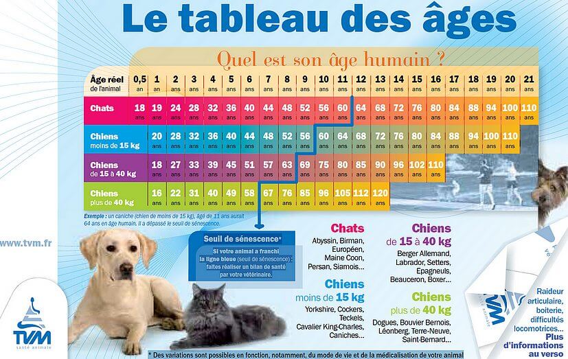 Calculer l'âge de votre chat.  Age-hu10