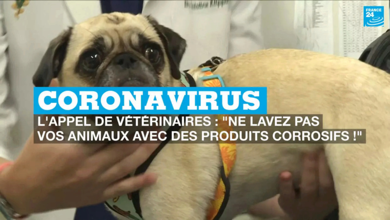 Coronavirus : Ne désinfecter pas votre animal !  Animau10