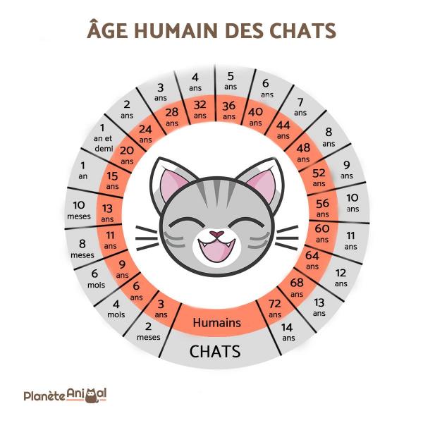 Calculer l'âge de votre chat.  Commen10
