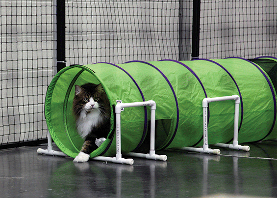 L'agility avec son chat  H-walk10