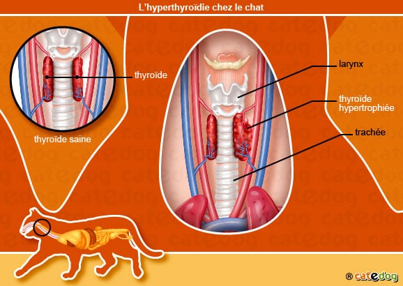 L'hyperthyroïdie du chat Hypert10